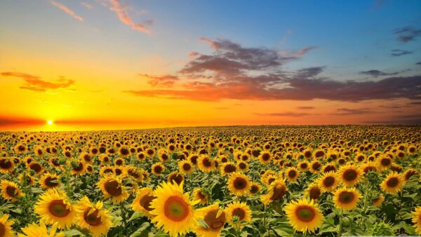 Wallpaper Field, Blue, Over, Sunset, Sky, Sunflower, Clouds, Sunflowers, Under, Black