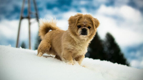 Wallpaper Dog, Background, Standing, Puppy, Snow, Little, Brown, Blur, Fur