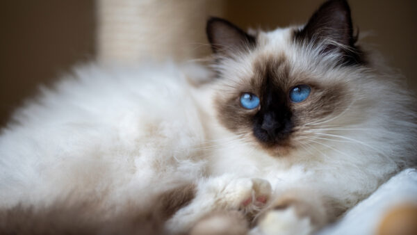 Wallpaper Cat, White, Blue, With, Look, Stare, Eyes, Black