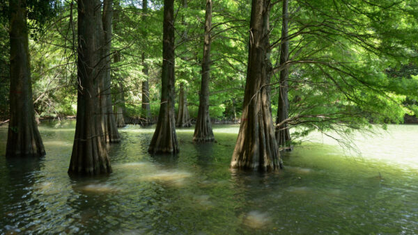 Wallpaper Trunk, Nature, Green, Trees, With, Forest, Swamp, Background, Sunlight