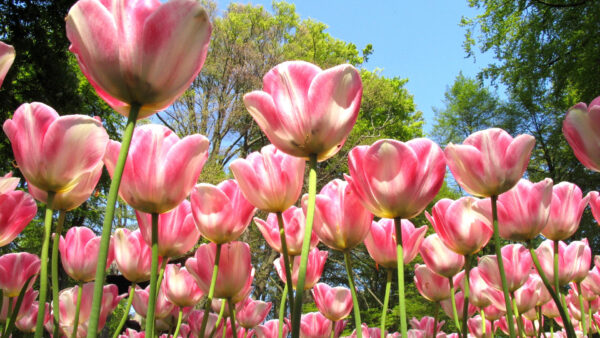 Wallpaper Tulip, Flowers, View, Closeup, Pink, Field, Sky, Under, Blue