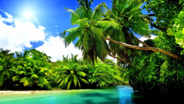 Wallpaper Coconut, Nature, Trees, During, Blue, Water, Daytime, Palm, Clouds, White, Sky, Above, Under, Slanting