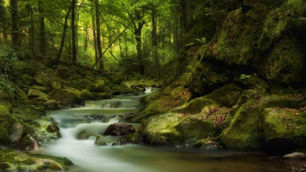 Wallpaper Nature, Forest, Water, Trees, Stream, Between, River, Rocks, Covered, Stones, Background, Algae