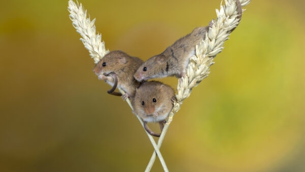 Wallpaper Animal, Are, Paddy, Sitting, Straw, Funny, Three, Mouses