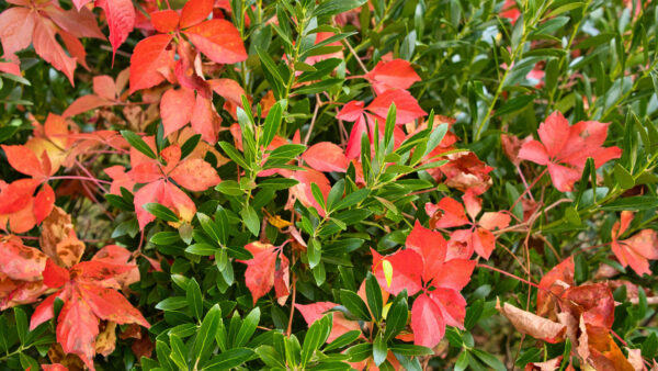 Wallpaper Red, View, Green, Closeup, Mobile, Leaves, Macro, Photography, Branches, Desktop