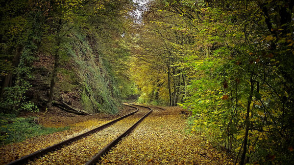 Wallpaper Nature, Forest, Autumn, Trees, Railway, Between, Track, Green