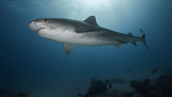 Wallpaper Shark, Big, White, Underwater, Ocean