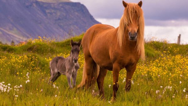 Wallpaper Flowers, Green, Grass, Background, Field, Brown, Standing, Yellow, Mountain, Horse