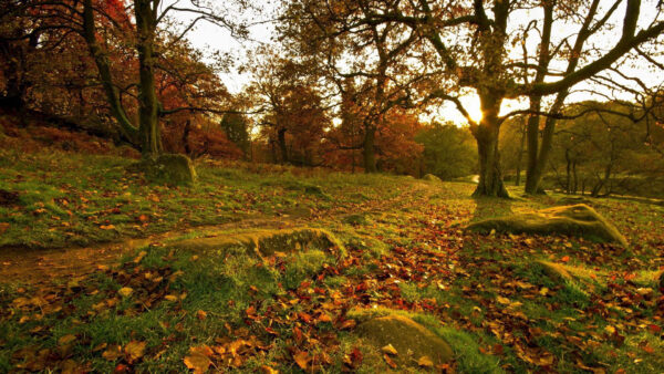 Wallpaper Dry, Algae, Sunrays, Covered, Nature, Grass, Green, Leaves, Rocks, Trees