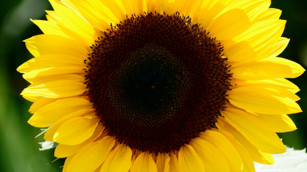 Wallpaper Flowers, Blur, View, Yellow, Closeup, Background, Sunflower, Petals, Leaves, Green