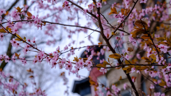 Wallpaper Sakura, Pink, Desktop, Branches, Background, Blur, Flowers, Leaves, Petals, Buds, Light, Mobile, Tree, Green