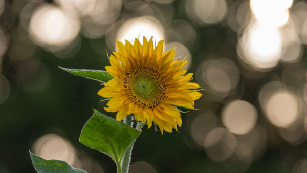 Wallpaper Green, Sunflower, Lights, Mobile, Plant, Bokeh, Leaves, Background, Yellow, Petals, Desktop, Flowers, Blur, White