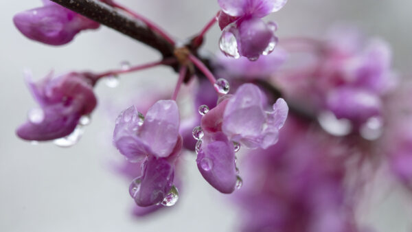 Wallpaper Purple, Mobile, Photography, With, Water, Desktop, Cercis, Petals, Flowers, Drops