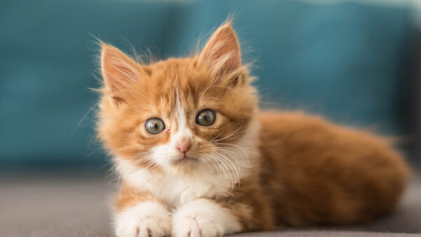 Wallpaper Stare, Fluffy, Brown, Kitten, With, Look, White, Fur, Cat