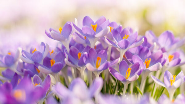 Wallpaper Buds, Background, White, Blur, Petals, Crocus, Purple, Light, Flowers