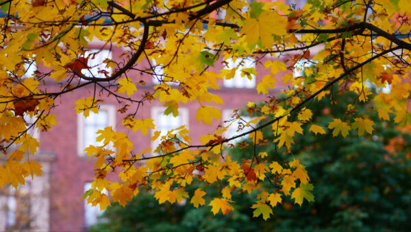 Wallpaper Photography, Yellow, Blur, Maple, Leaves, Background, Desktop, Mobile, Branches, Tree, Building