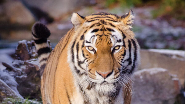 Wallpaper View, Look, With, Tiger, Background, Closeup, Blur, Stare