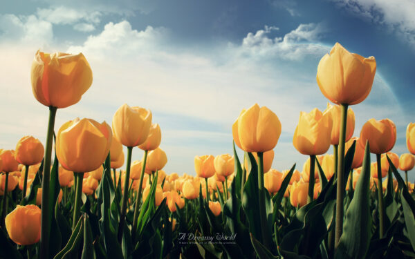 Wallpaper Tulips, Yellow