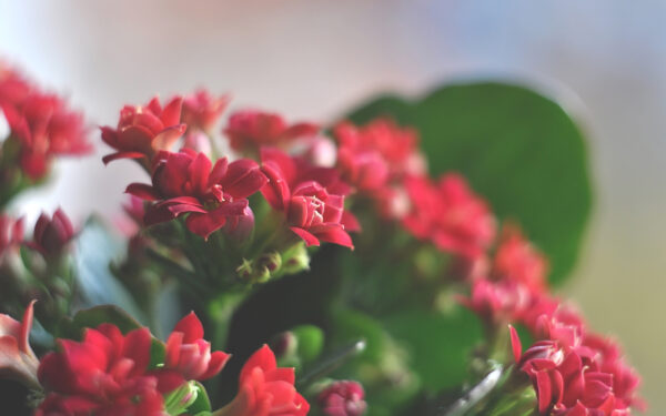 Wallpaper Flowers, Beautiful