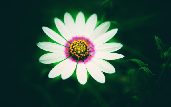 Wallpaper Flower, White, Daisy