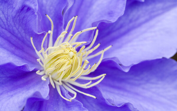 Wallpaper Clematis