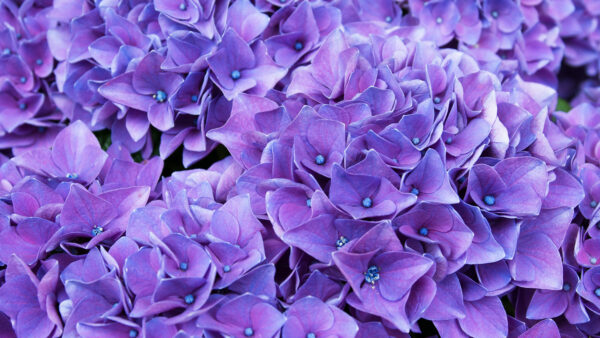 Wallpaper Lilac, Flowers, Violet