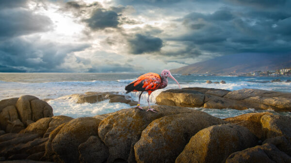 Wallpaper Cloudy, Sky, Ibis, Bird, Under, Animals, Sea, Desktop, Near, Rock, Standing