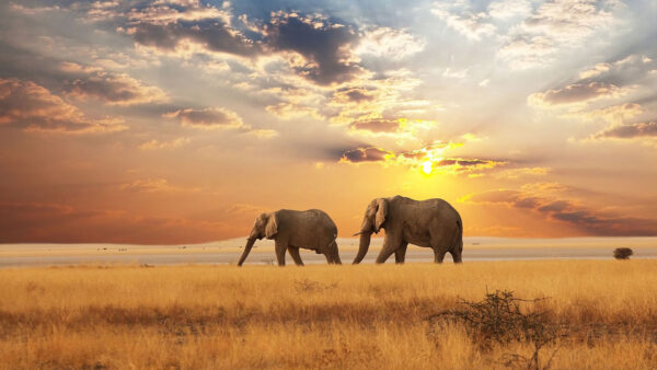 Wallpaper Animal, Elephant, African, Africa, Wildlife, Savannah