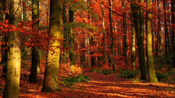 Wallpaper Leaves, Red, Trees, Nature, Wood, Gleams, Autumn, Desktop