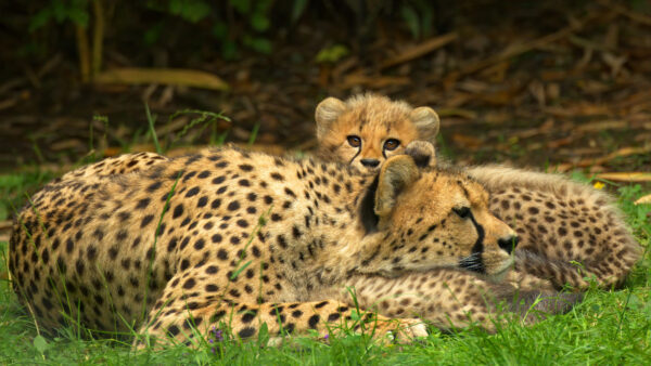 Wallpaper Cool, Wallpaper, Free, Dual, Cheetah, Cub, Desktop, Animals, IPhone, Monitor, Background, Animal, Android, Download, Pc, Mobile, Images, 4k, Phone