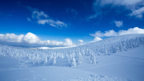 Wallpaper Landscape, Snow, Field, Forest, Blue, Sky, Cloudy, Trees, Pine, Mobile, Under, Covered, Nature, Desktop