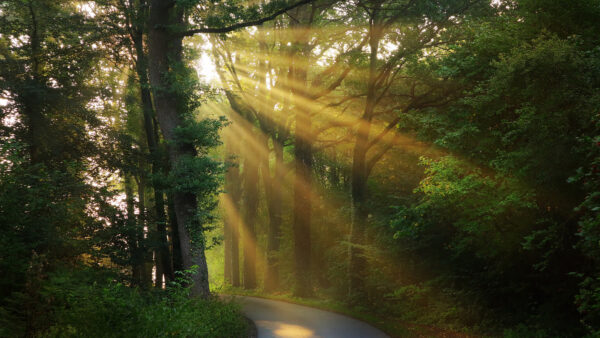 Wallpaper Morning, And, Nature, Trees, Between, Mobile, Desktop, Sunbeam, Forest, Road