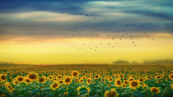 Wallpaper Yellow, Sunflowers, Birds, Field, Cloudy, Flying, Desktop, Skin, Back, Flowers