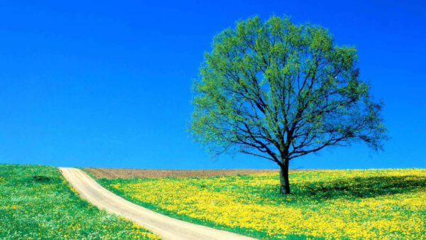 Wallpaper Blue, Under, Trees, Nature, Sky