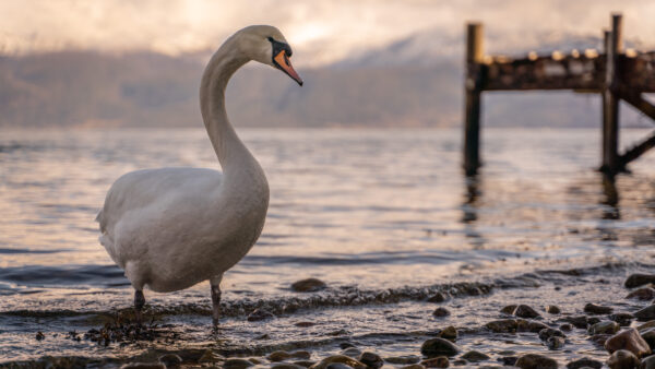 Wallpaper Swan, Desktop, Mountains, Birds, Blur, Water, Background, White, Snow, Capped, Bird, Standing, Mobile