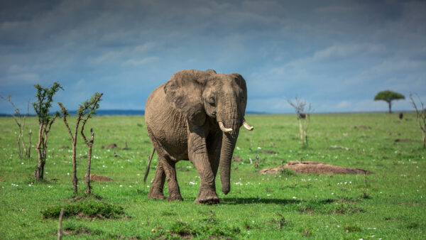 Wallpaper With, Animals, Desktop, Grass, The, Field, Cloudy, Background, Sky, Elephant, Old