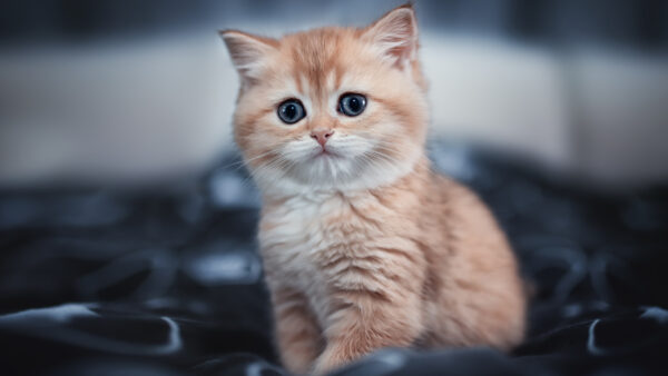 Wallpaper Dark, Ash, Cat, Shiny, Kitten, White, Sitting, Desktop, Brown, Cloth, Mobile