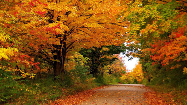 Wallpaper Seasons, Nature, Desktop, Autumn, Trees, Foliage