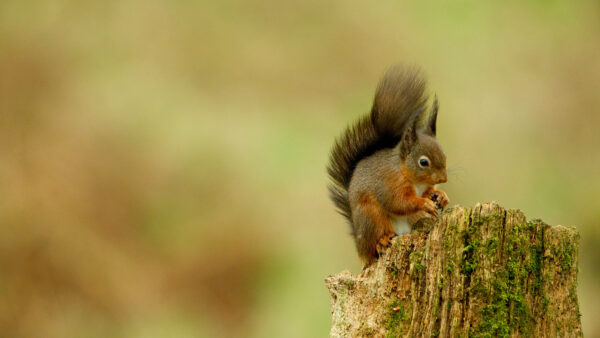 Wallpaper Standing, Fox, Desktop, Wood, Squirrel, Top, Mobile