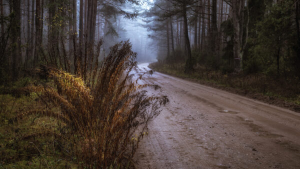 Wallpaper Leafed, With, Road, Mobile, Desktop, Nature, Fog, Trees, Green, Between