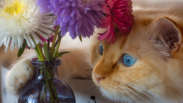 Wallpaper Glass, Eyes, With, Cat, Blue, Colorful, Desktop, Pot, Mobile, Flowers, Near