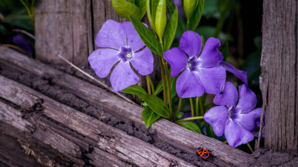 Wallpaper Beetle, Wooden, Periwinkle, Fence, Flowers