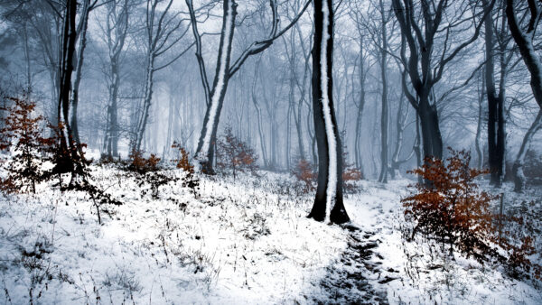 Wallpaper Covered, Snow, Winter, During, Trees, With, Forest