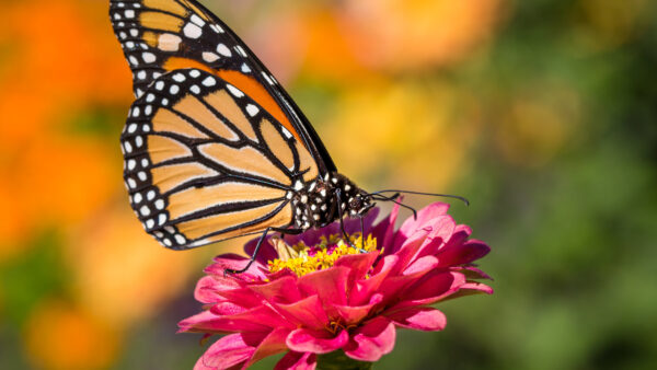 Wallpaper Yellow, Flower, Butterfly, Dot, Black, Pink, Background, Blur