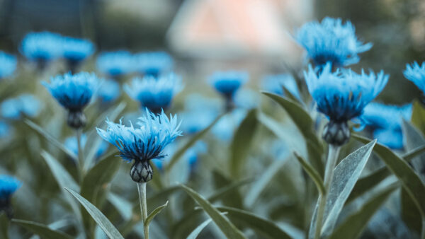 Wallpaper Blue, Field, Buds, Floral, Flowers