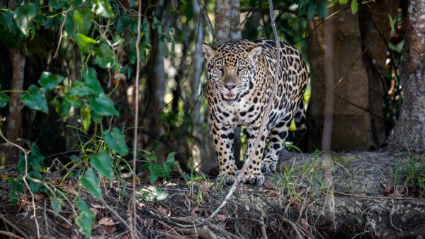 Wallpaper With, Forest, Look, Background, Desktop, Jaguar, Standing, Stare, Mobile, Rock