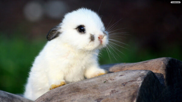 Wallpaper Desktop, Tree, Cute, White, Rabbit, Animals, Trunk