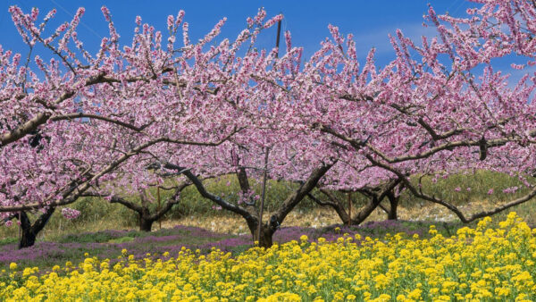 Wallpaper Blossom, Trees, Blue, Under, Pink, Nature, Sky
