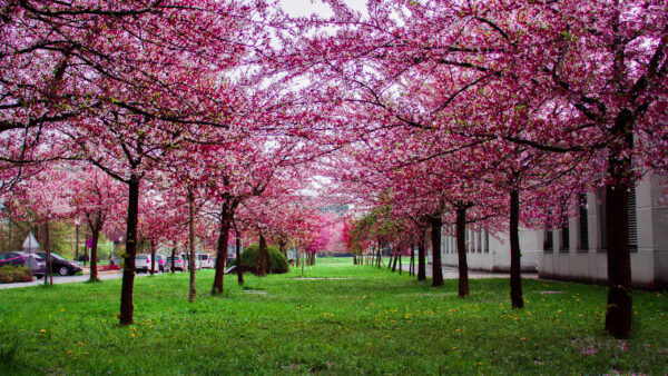 Wallpaper Pink, Spring, Blossom, Flowers, Branches, Tree