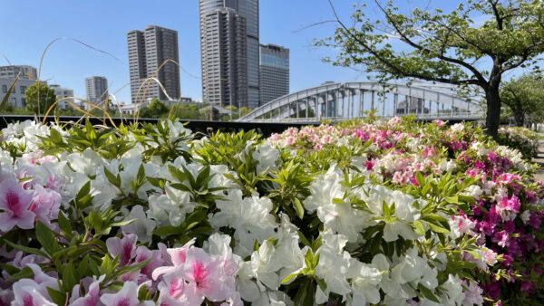 Wallpaper Colorful, Background, Buildings, Mobile, Bridge, Flowers, Desktop